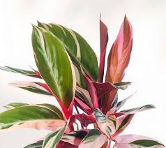 Calathea Magicstar Flower Seeds for Planting | Heirloom Non-GMO High Germination Organic Garden Seeds