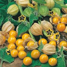 Golden Berry Physalis Seeds for Planting – Heirloom, Non-GMO Superfruit Seeds