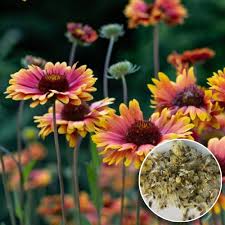 Gaillardia Flower Seeds for Planting – Vibrant Colors, Heirloom, Non-GMO &amp; High Germination Seeds
