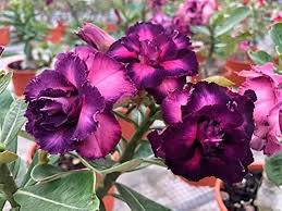 Purple Adenium Seeds for Planting – Shade Tolerant, Heirloom, Non-GMO Organic Garden Seeds