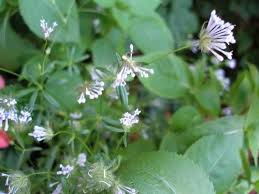 Asperula Flower Seeds for Planting – Heirloom, Non-GMO, High Germination Easy to Grow