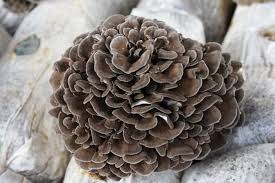 Maitake Mushroom Vegetable Seeds for Planting – Heirloom Non-GMO, High-Yield Organic Gourmet Fungi Spores