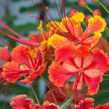 Caesalpinia Gilliesii Flower Seeds for Planting – Heirloom, Non-GMO, Bright Blooms Organic Garden Seeds