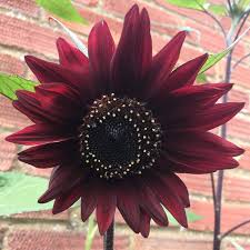 Black Sunflower Flower Seeds – Heirloom Non-GMO Organic Garden Seeds for Planting – High Germination Blooms
