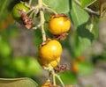 Nance Byrsonima Fruit Seeds – Rare Tropical Fruit Seeds for Garden Planting