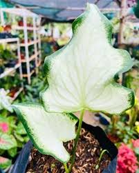White Caladium Flower seeds for Planting - Colorful Display, Heirloom & GMO Free Seeds for Home Garden