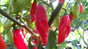 Trinidad Pimento Pepper Seeds for Planting – Heirloom Non-GMO Organic Garden Seeds with High Germination – Mild Aromatic Pepper