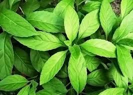 Tomorrows Leaf Seeds for Planting – Heirloom, Non-GMO, Organic Garden Seeds, High Germination, Future-Ready Green Harvests