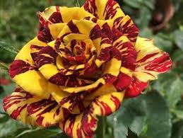 Rare Dragon Rose Flower Seeds for Planting – Heirloom, Non-GMO, High Germination