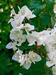 White Libertia Flower Seeds for Planting – Heirloom, Non-GMO Shade-Tolerant Organic Garden Seeds