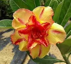 Yellow Red Adenium Obesum Flower Seeds for Planting – Low Maintenance, Heirloom, Non-GMO & High Germination Seeds