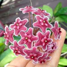 Red Hoya Ball Flower Seeds for Planting – Heirloom, Non-GMO, High Germination Organic Garden Seeds
