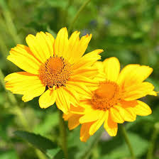 Yellow Heliopsis Flower Seeds for Planting - Heirloom, Non-GMO, High Germination Organic Cut Flower Seeds