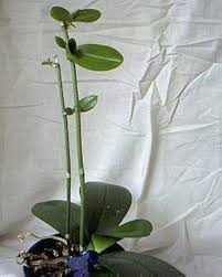 Keiki Orchids Flower Seeds – Heirloom, Non-GMO, Fragrant Blossoms Organic Garden Seeds for Planting