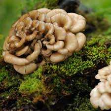 Maitake Mushroom Vegetable Seeds for Planting – Heirloom Non-GMO, High-Yield Organic Gourmet Fungi Spores