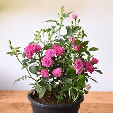 Miniature Rose Seeds – Heirloom Non-GMO Organic Garden Seeds for Planting – High Germination Compact Blooms