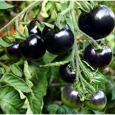 Black Tomato Seeds for Planting – Heirloom Non‑GMO High Germination Organic Garden Seeds, Deep-Dark Fruit