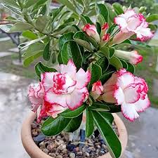 Heirloom Adenium Obesum Flower Seeds for Planting – Non-GMO, High Germination, Organic Garden Seeds