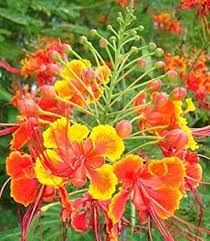 Caesalpinia Gilliesii Flower Seeds for Planting – Heirloom, Non-GMO, Bright Blooms Organic Garden Seeds
