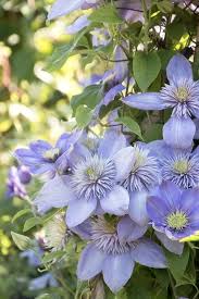 Sky Blue Clematis Flower Seeds for Planting – Heirloom, Non-GMO, High Germination Organic Garden Seeds for Drought-Tolerant Vines