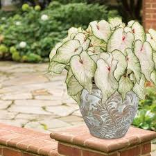 White Caladium Flower seeds for Planting - Colorful Display, Heirloom &amp; GMO Free Seeds for Home Garden