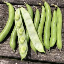 Dolichos Beans Seeds for Planting – Heirloom, Non-GMO, Vigorous Vines – Organic Garden Seeds