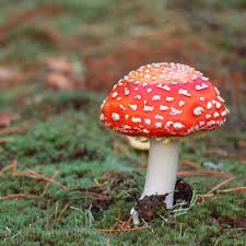 Mushroom Seeds for Planting Red – Heirloom, Non-GMO, Organic Gourmet Spores –  Exotic Fungi, High Germination