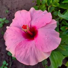 Giant Hibiscus Flower Seeds for Planting – Seasonal Bloomer, Heirloom, Non-GMO, High Germination