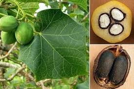 Jatropha Fruit Seeds for Planting – Heirloom Non-GMO Tropical Ornamental Tree Seeds