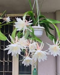 White Epiphyllum Oxypetalum Flower Seeds for Planting – Heirloom, Non-GMO, Organic Garden Seeds