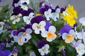 Pansy Flower Seeds for Planting – Wildflower Mix, Heirloom, Non-GMO Organic Garden Seeds