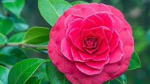 Camellia Flower Seeds for Planting Heirloom Non-GMO High Germination Organic Garden Seeds