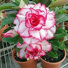 Heirloom Adenium Obesum Flower Seeds for Planting – Non-GMO, High Germination, Organic Garden Seeds