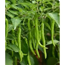 Bullet Chilli flower seeds for planting - Heirloom & Non-GMO Garden Seeds