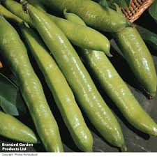 Green Aquadulce Bean Seeds for Planting – Heirloom Non-GMO, High Germination Organic Garden Seeds