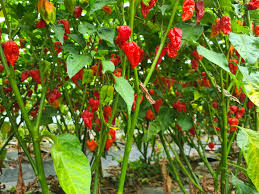 Trinidad Scorpion flower seeds for planting - Heirloom & Non-GMO Garden Seeds