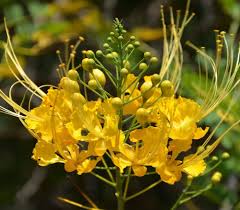 Caesalpinia Gilliesii Flower Seeds for Planting – Heirloom, Non-GMO, Bright Blooms Organic Garden Seeds