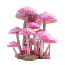 Clear Mushroom Seeds for Planting – Heirloom, Non-GMO, High Germination Organic Garden Spores for Rare Edible or Ornamental Fungi