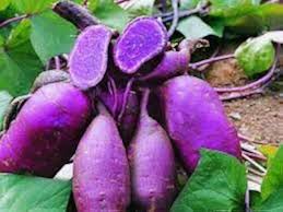 Purple Sweet Potato Seeds for Planting – Heirloom Non-GMO Organic Garden Seeds with High Germination
