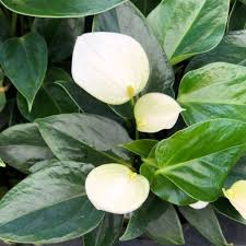 White Anthurium Andraeanu Flower seeds for Planting - Drought Tolerant, Heirloom & GMO Free Seeds for Home Garden