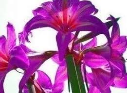 Purple Echte Amaryllis Flower Seeds for Planting | Heirloom Non-GMO Organic Garden Seeds, Low Maintenance, High Germination