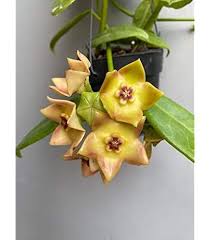 Hoya Kerrii Flower Seeds for Planting – Drought Tolerant Heirloom Non-GMO Organic Garden Seeds