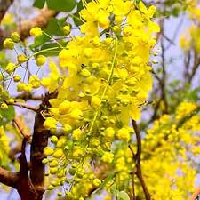 Yellow Cassia Flower Seeds for Planting – Heirloom, Non-GMO, Garden Favorite Organic Seeds