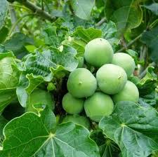 Jatropha Fruit Seeds for Planting – Heirloom Non-GMO Tropical Ornamental Tree Seeds
