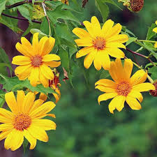 Tithonia Flower Seeds for Planting – Low Maintenance, Heirloom, Non-GMO, High Germination Garden Seeds
