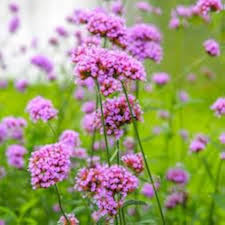Verbena Bonariensis Flower Seeds for Planting – Heirloom, Non-GMO, High Germination Organic Garden Seeds