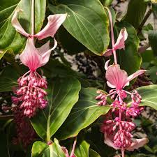 Medinilla Flower Seeds for Planting – Heirloom, Non-GMO, Compact Growth Organic Garden Seeds