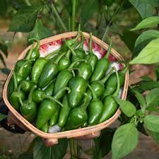 Bullet Chilli flower seeds for planting - Heirloom & Non-GMO Garden Seeds