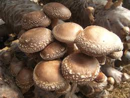 Shiitake Mushroom Seeds for Planting – Heirloom, Non-GMO, Organic Spores – Gourmet Fungi, High Germination