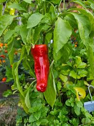 Aleppo Pepper Seeds for Planting – Heirloom Non-GMO Organic Garden Seeds, Spicy Red Variety with High Germination